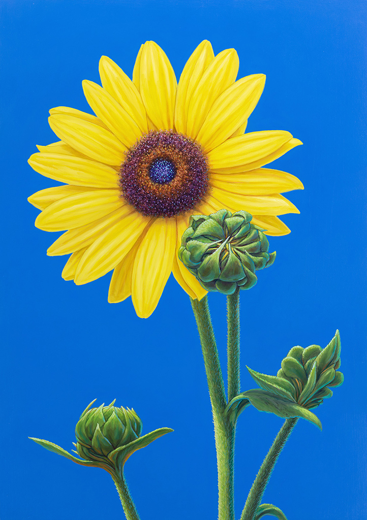 Portrait of a Sunflower